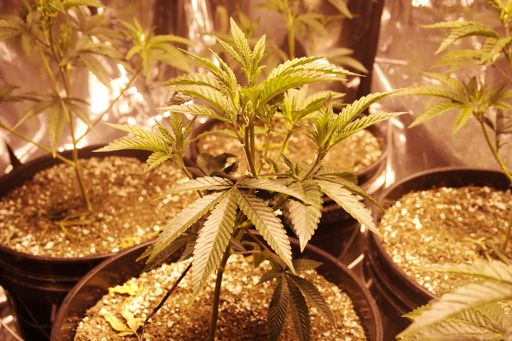 Medical Marijuana In Massachusetts Like “Wild West” Without Regulations